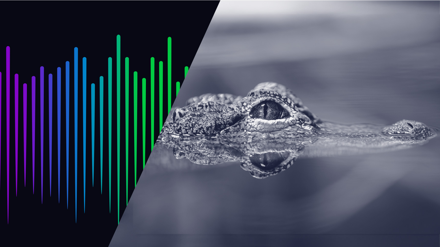 Alligator in the Boat 